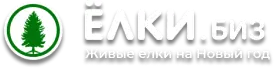 Живые ёлки на новый год