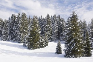 Хвойный лес зимой