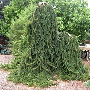 Picea abies Reflexa