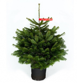 Potted Nordmann fir 0,8 - 1 m