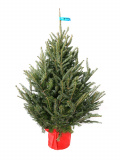 Fraser fir in a tub 1 - 1,25m