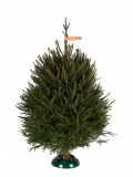 Udmurtian spruce 3,5 - 4 m