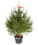 Potted Russian Christmas tree 1,25 - 1,5 m