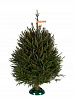 Udmurtian spruce 1 - 1,25 m