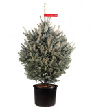 Potted blue spruce 1,75 - 2 m