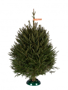 Udmurtian spruce 4 - 4,5 m