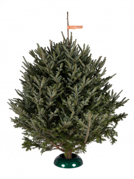 Fraser fir 3,5 - 4 m