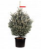 Potted blue spruce 1,25 - 1,5 m