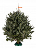 Fraser fir 1,75 - 2 m