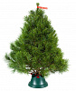 Canadian pine 2 - 2,25 m