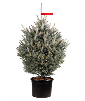 Potted blue spruce 1 - 1,25 m