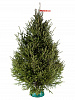 Russian Christmas tree 1,75 - 2 m