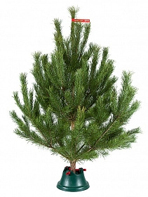 Christmas pines