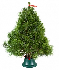 Canadian pines
