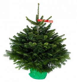 Potted Nordmann firs