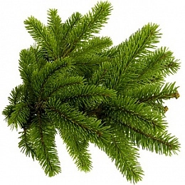 Spruce