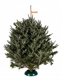 Fraser firs