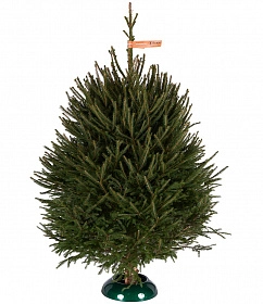 Udmurtian spruces